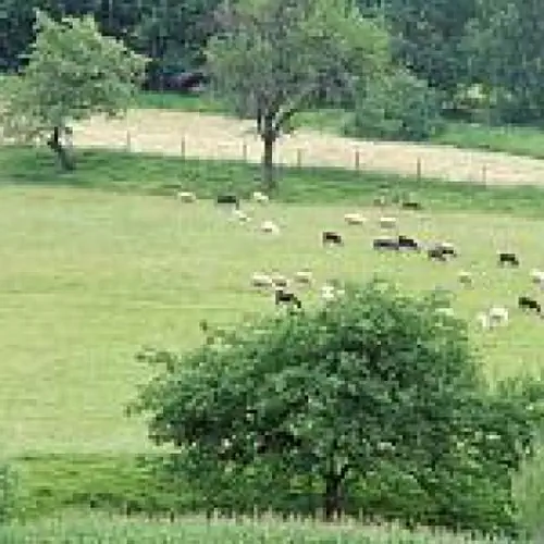 Łąka w pobliżu domu