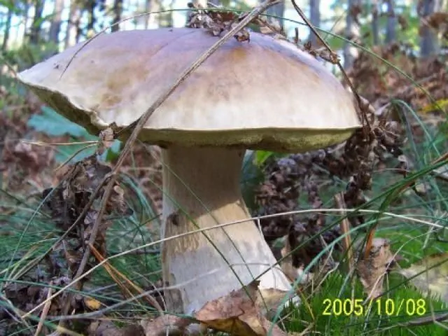 Camping "Tęcza" Pszczew Borowy Młyn 12