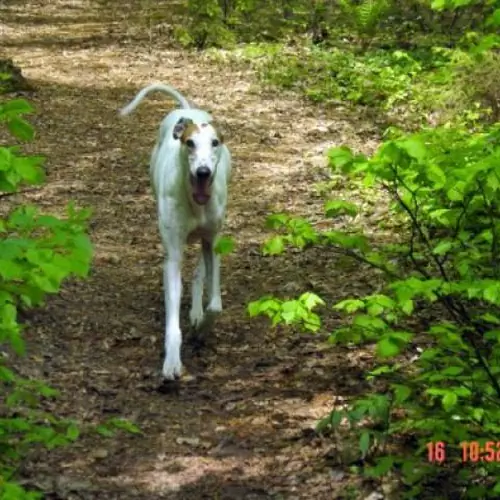 Chata Ustronie Muszyna Aleja Zdrojowa 18
