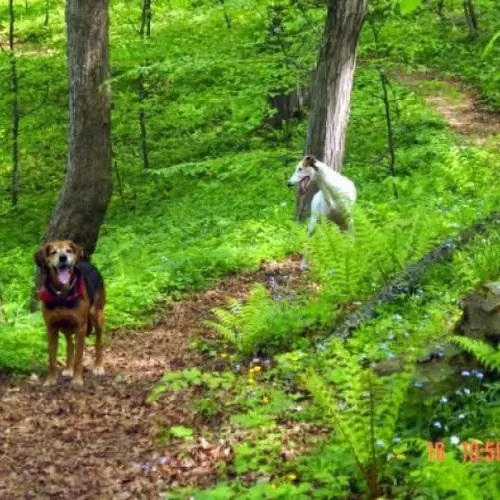 Chata Ustronie Muszyna Aleja Zdrojowa 18