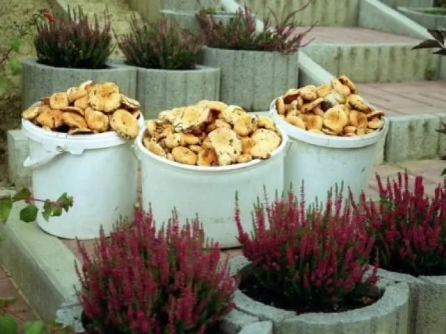 Pokoje gościnne Piwniczna-Zdr&oacute;j Zdrojowa 43