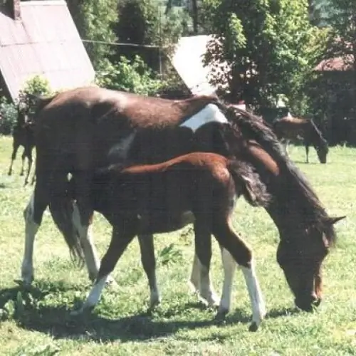 Ośrodek Kolonijno - Wypoczynkowy  HUCUŁ Brenna Jatny 120