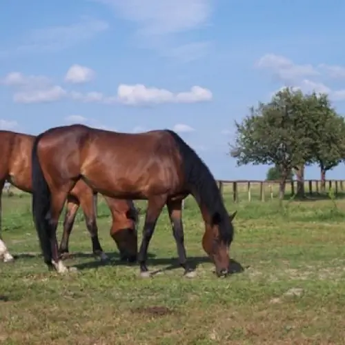 Gospodarstwo Agroturystyczne Żabiczyn Nasielsk Żabiczyn 154
