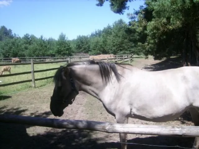 Zajazd Tusinek Rozogi Kolonia 2