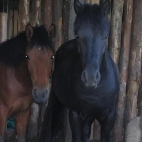 Agro-Chatka Bierzwnik Mickiewicza 18