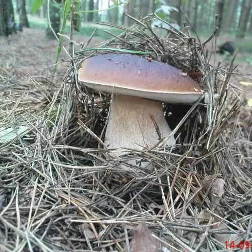 Agrogospodarstwo U Strusia Przybyn&oacute;w Łąkowa 22