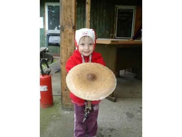 STANICA LEŚNA Wronczyn Wronczyn