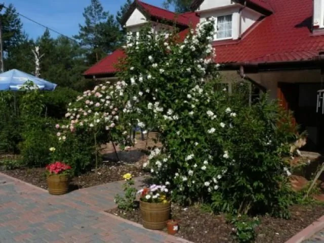 Gospodarstwo Agroturystyczne LEŚNA CHATA Olsztynek Tolejny 7