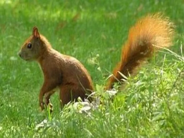 Ośrodek WODAN Piecki Zgon 46