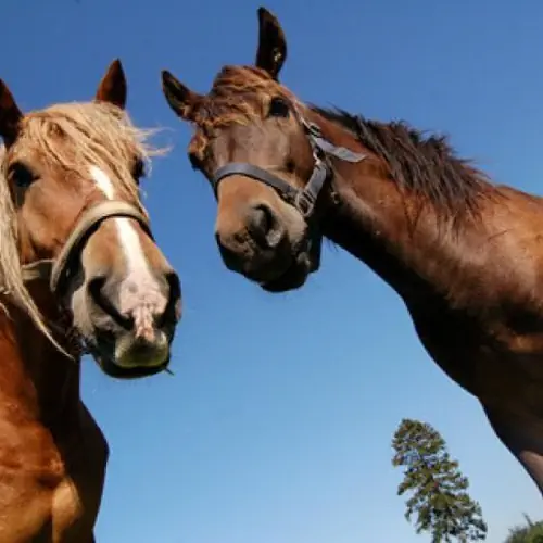 Gospodarstwo Agroturystyczne Szymanka Zamostne Płaczewo 1
