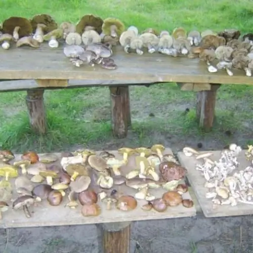 jeziora - domki Osiek Osiedla polne 24