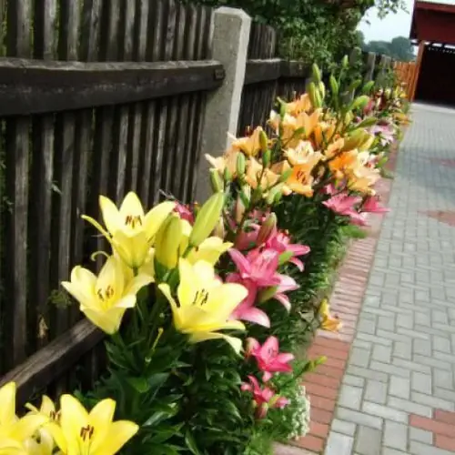 Agroturystyka Skrzypczyk Dąbrowice Dąbrowice 59