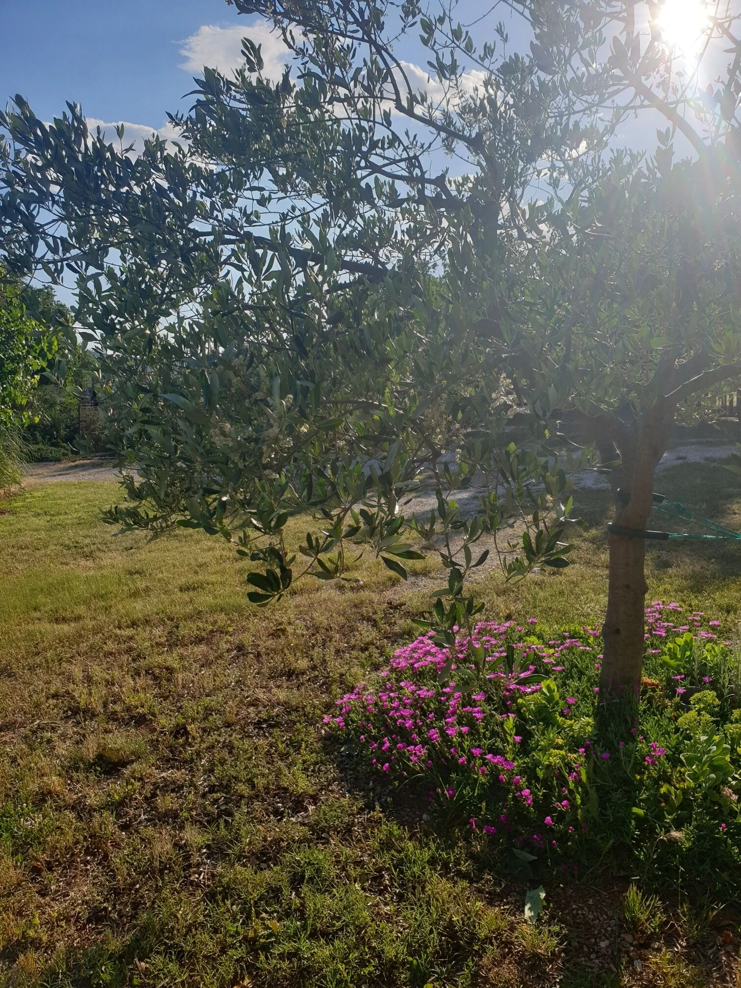 Apartment Tomić Seline