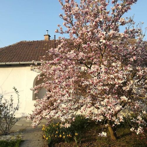 Virágzik a magnólia - áprilisban