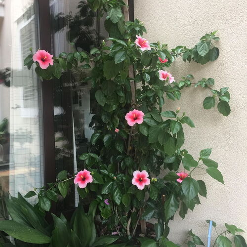 Apartmanok A Tenger Mellett Mirca, Brac - 2886 Mirca  3