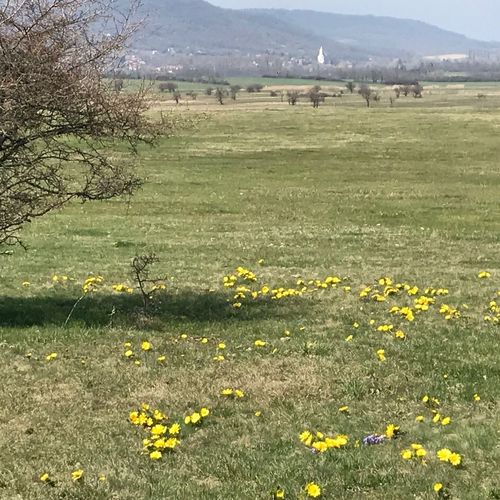 Gólyásház Apartman Kővágóörs  2