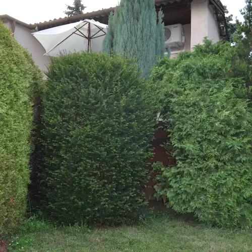 Linka Nyaraló Balatonalmádi 010 kép
