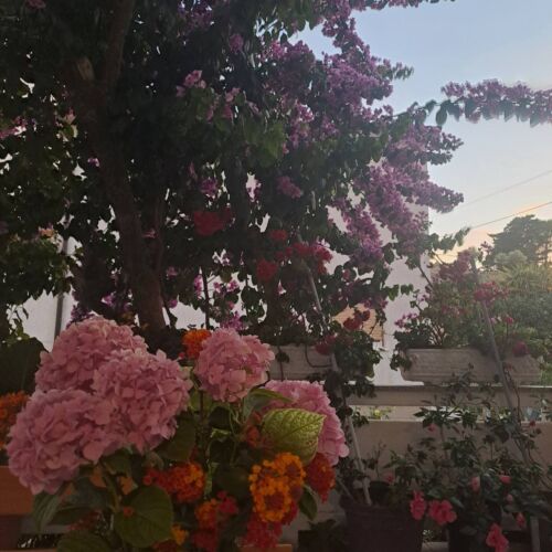 Apartmanok Parkolóhellyel Palit, Rab - 14610 Palit  3