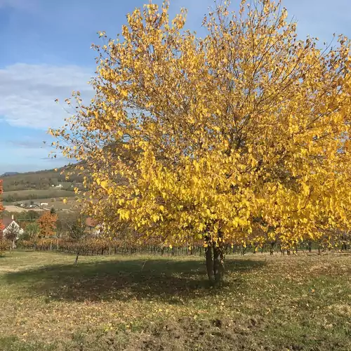 Hegypanoráma Apartman Nemesgulács-Badacsony 020 kép