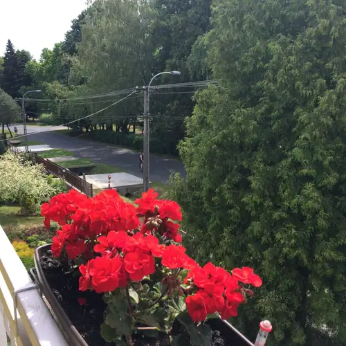 Terasz vir&aacute;gokkal