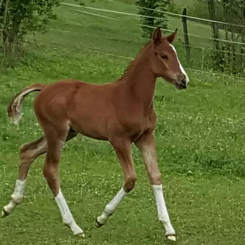 Bársonyberek Vendégház Jásd 022 kép