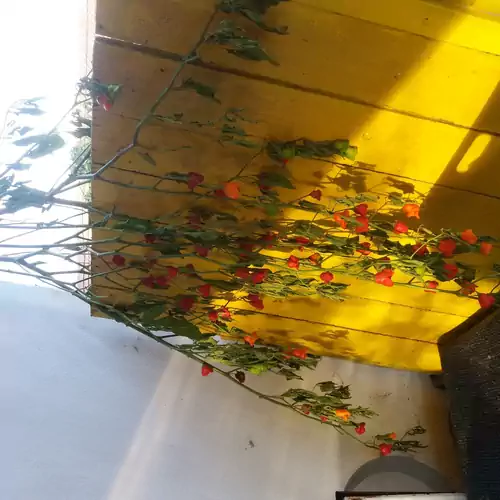 Hársfák Apartman Mezőkovácsháza 009 kép
