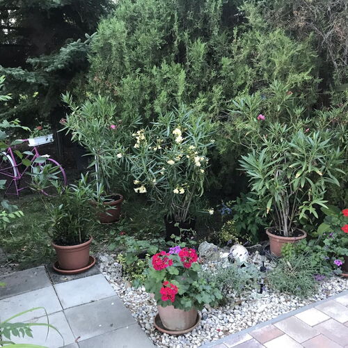 Piroska Apartman Siófok  3