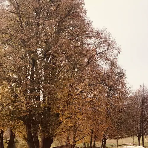 Somhegyi Öreg Hársfák Major Bakonybél 009 kép