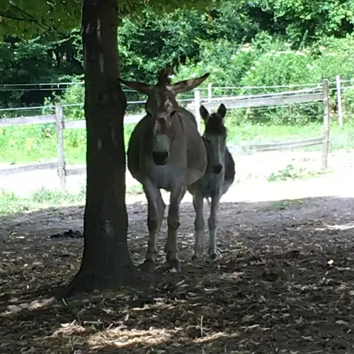 Somhegyi Öreg Hársfák Major Bakonybél 015 kép