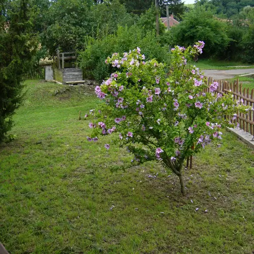előkert
