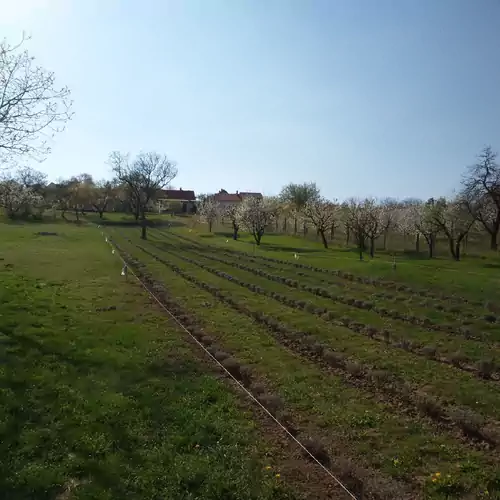 Levendulás Vendégház Zamárdi 006 kép
