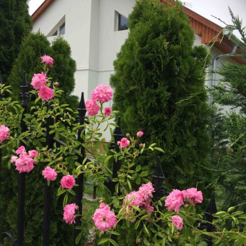 Villa Orchidea Balatonmáriafürdő  3