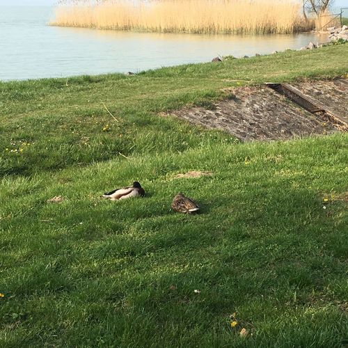 Gergő Apartman Balatonlelle  2