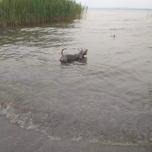 Balatonparti Kökényes Nyaralóház Balatonszepezd 014 kép