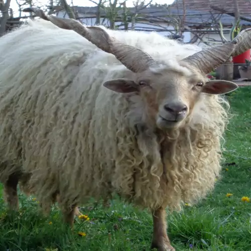 Racka Vendégház és Jurtaszállás Erdősmecske 013 kép