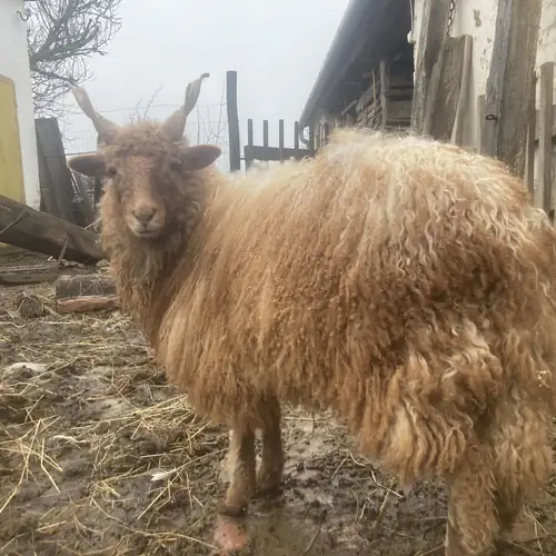 Racka Vendégház és Jurtaszállás Erdősmecske 023 kép