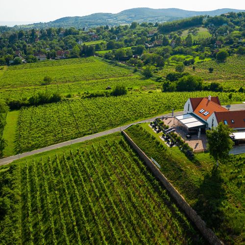 Vitis Kúria Balatonrendes  4