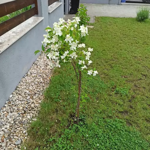 Hunor House Apartman Siófok 009 kép