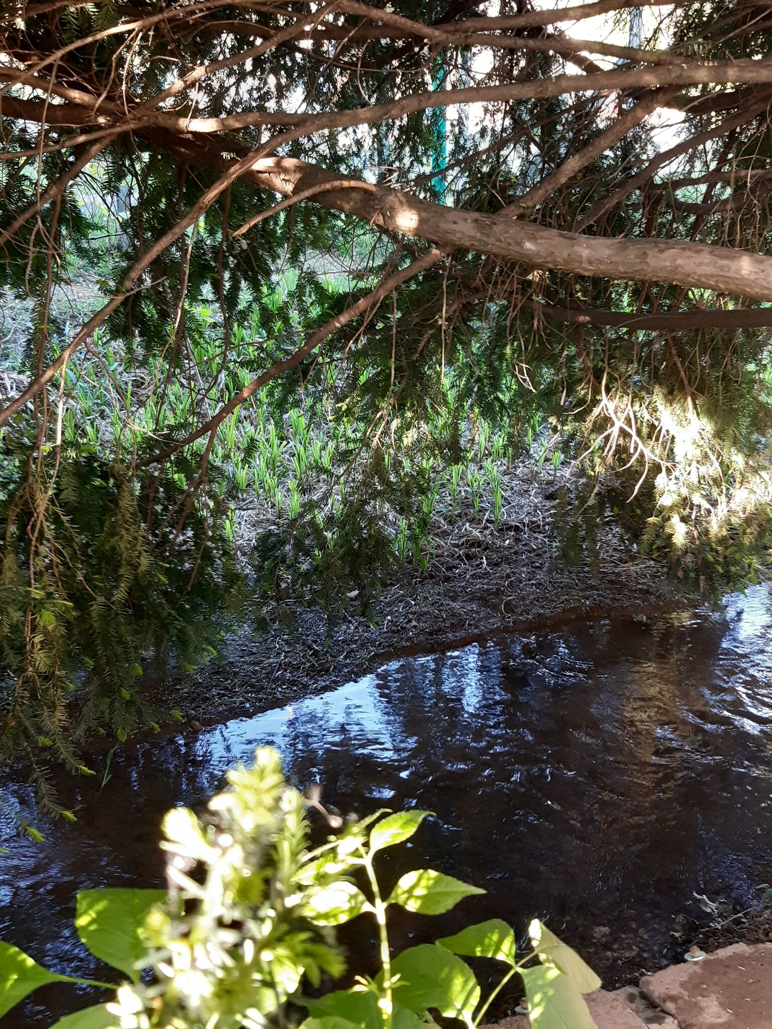 Flóra Apartman a Balatonnál Lovas