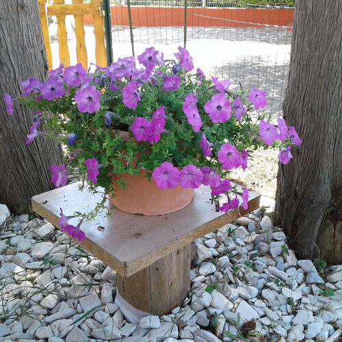 Apartmanok Parkolóhellyel Umag - 17633  4