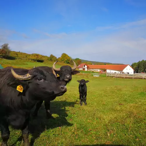 Szentkereszty Vendégház Bakonybél 008 kép