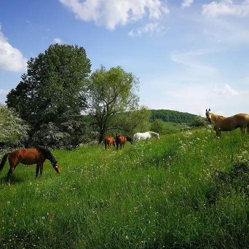 Szentkereszty Vendégház Bakonybél 107 kép