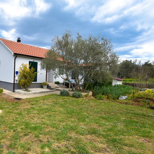 House Pansy Pasman  2