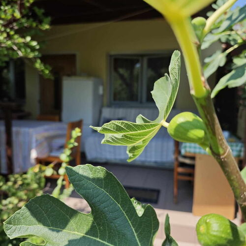 Abigél 2 Apartmanok Zamárdi  4