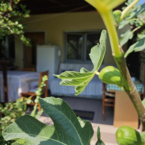 B h&aacute;z f&aacute;k bokrok &ouml;lel&eacute;s&eacute;ben, &aacute;rny&eacute;kos hűv&ouml;s