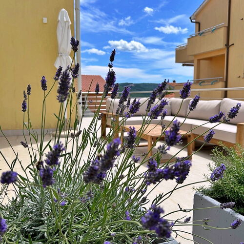 Apartments Pinta de Sol Cizici  4