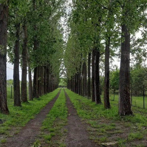 A bej&aacute;rati ny&aacute;rfasor