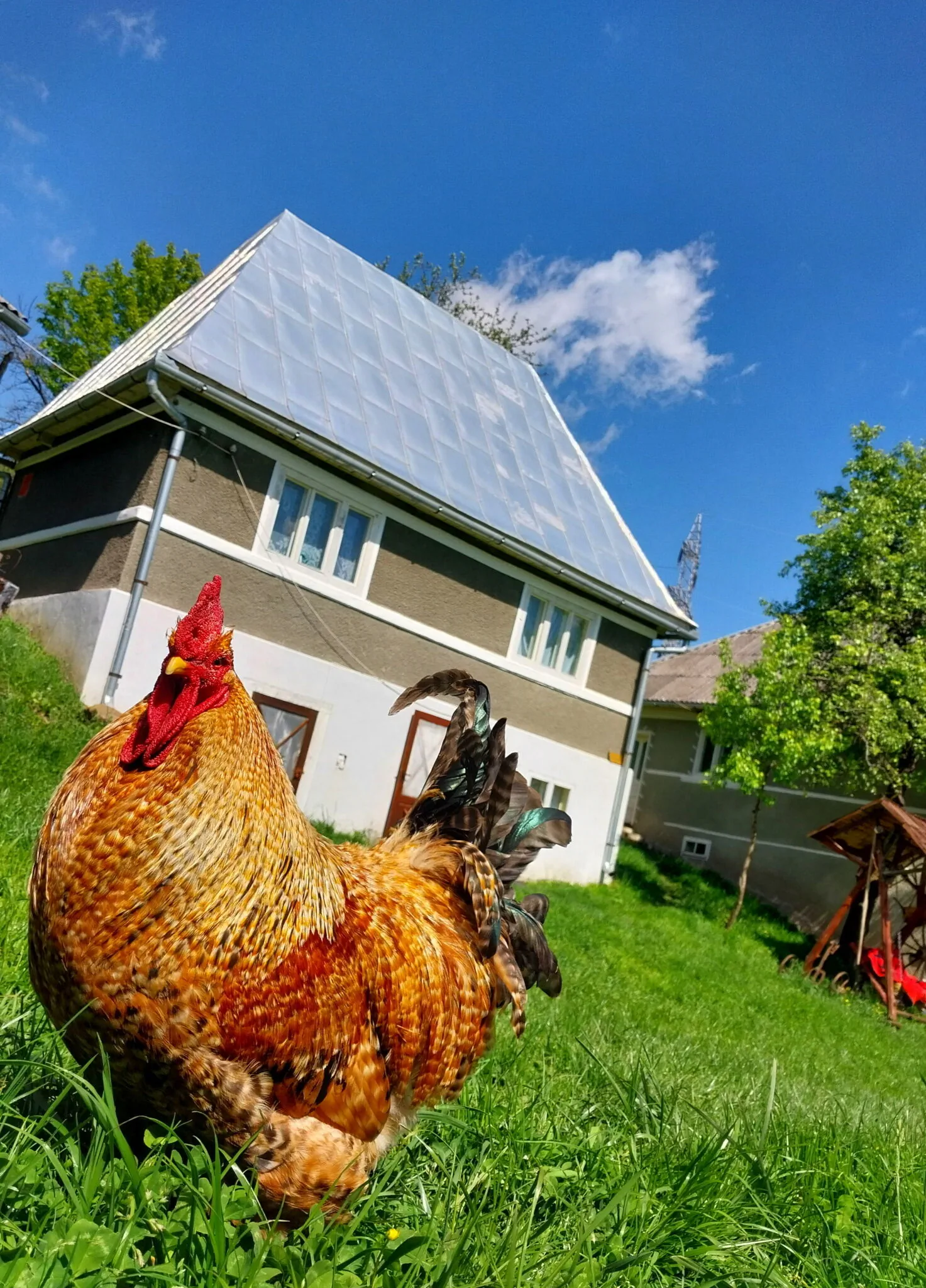 Cabana Mountain Sanctuary Holiday Roșia Montană