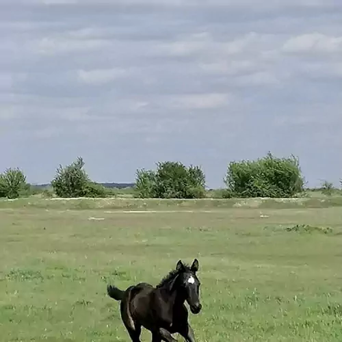 Hajdu Lovasudvar Hortobágy 037 kép