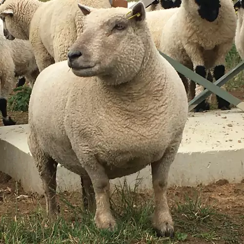 Kishosszúrét Vendégház Pécsvárad 020 kép